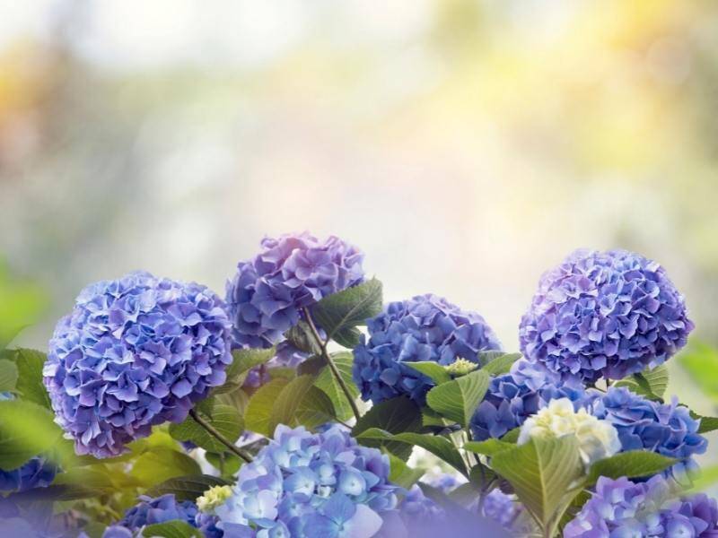 Hortensje: jak uprawiać i dbać o popularny kwiat