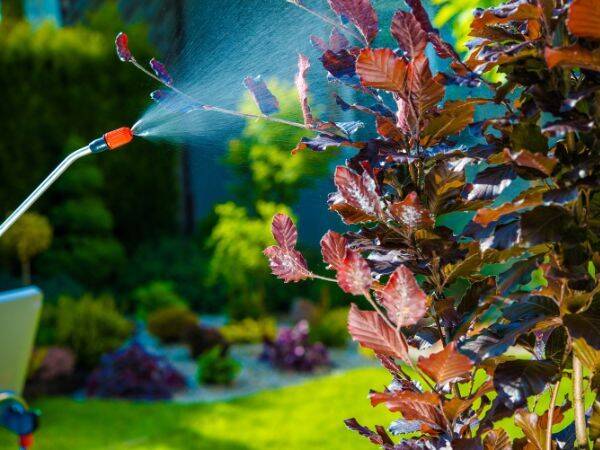 Ekologiczne sposoby na zwalczanie szkodników w ogrodzie: jak dbać o rośliny bez użycia chemii