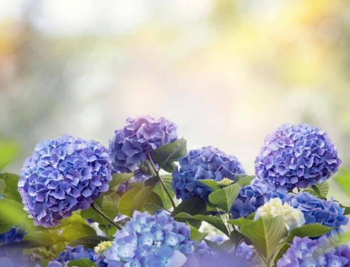 Hortensje: jak uprawiać i dbać o popularny kwiat